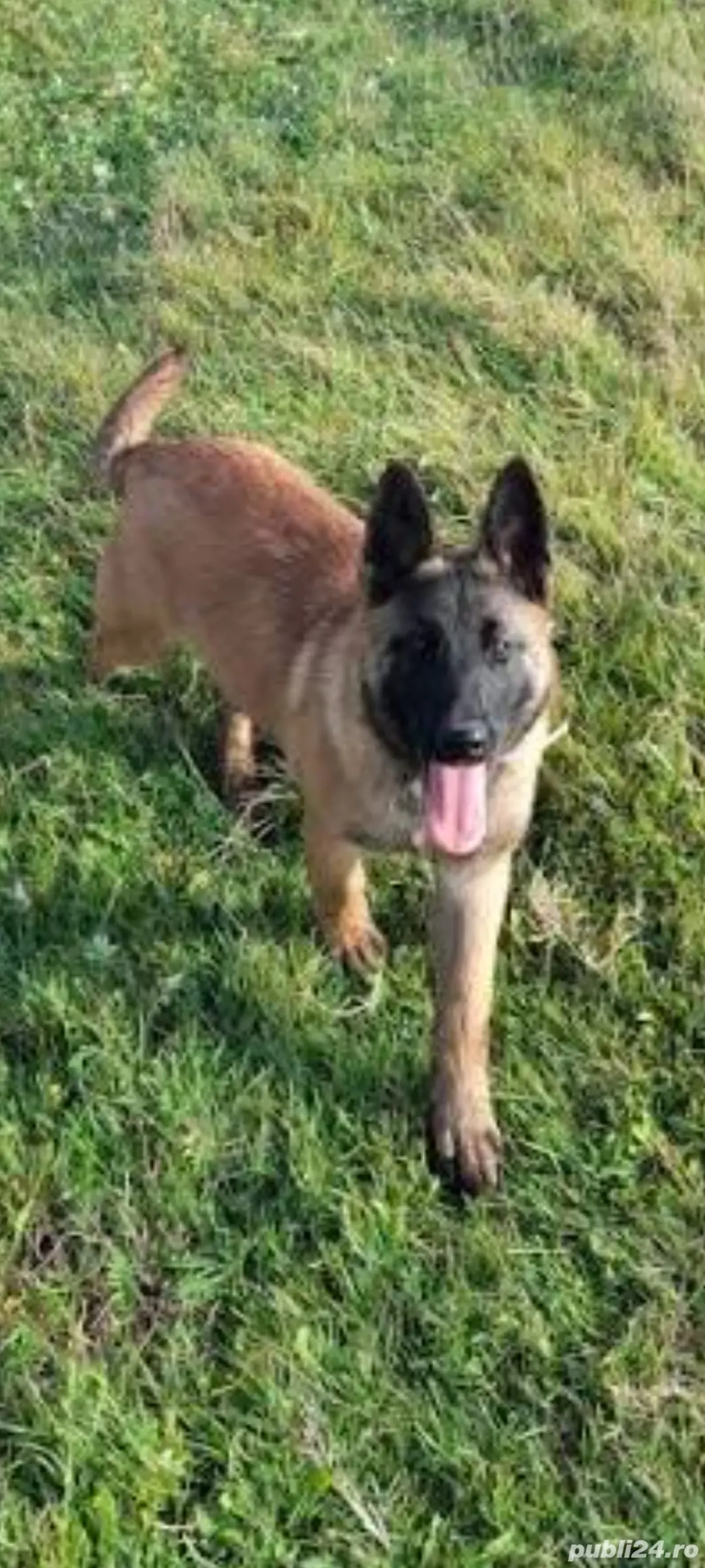 Femela Ciobanesc Belgian