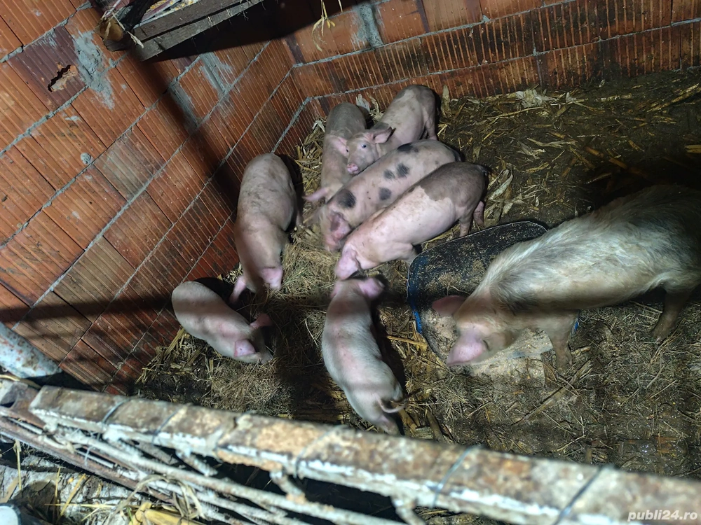 Grasuni de vânzare  8