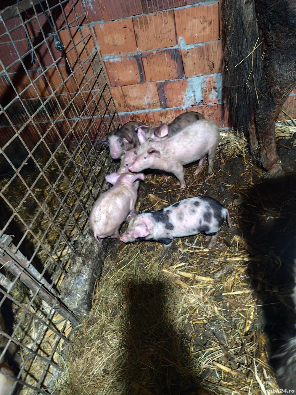 Purcei de 8 săptămâni 