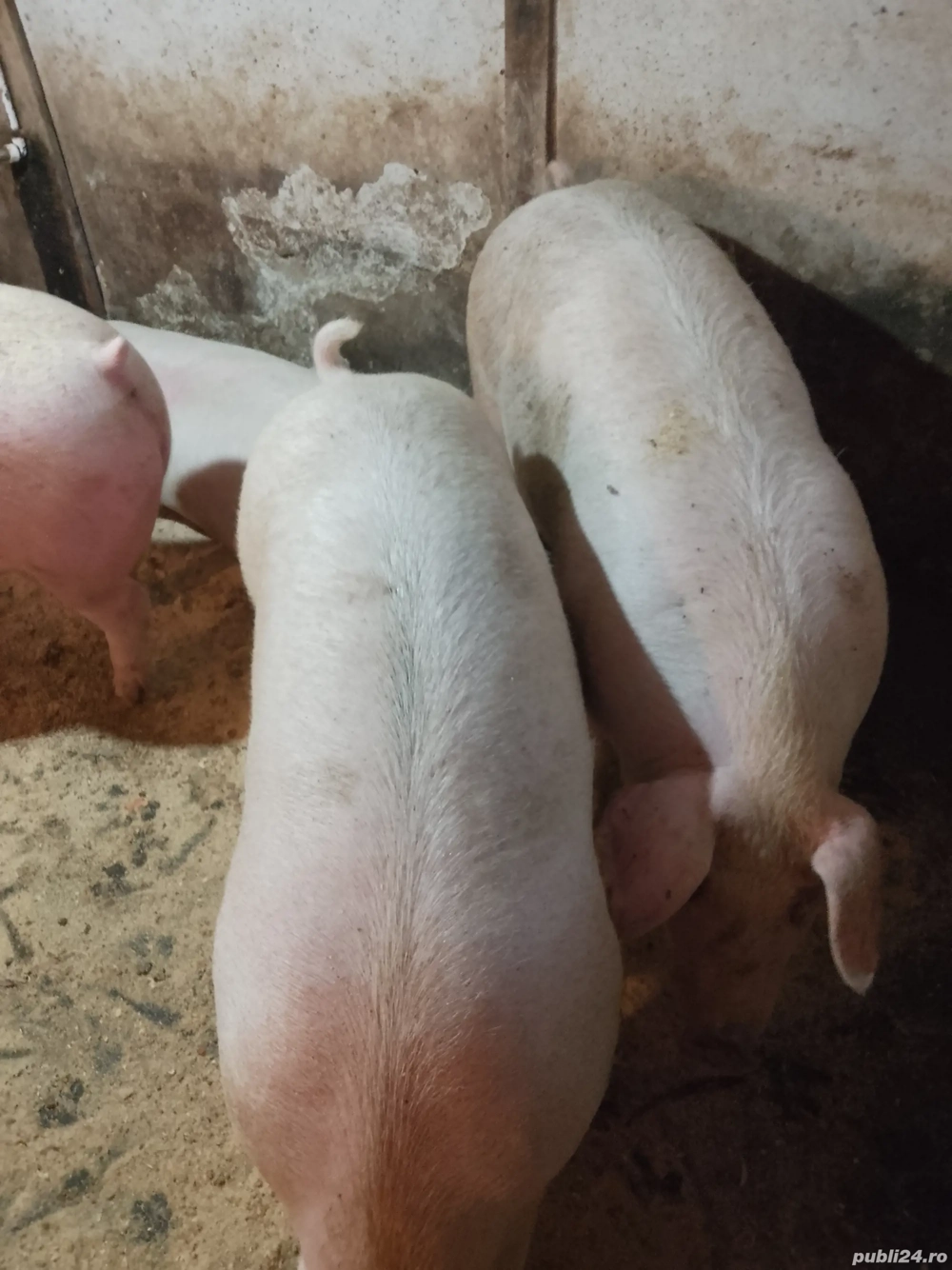 Porci mari rasă de carne 