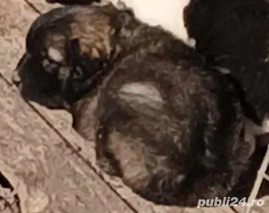 cățeii Ciobanesc caucazian 