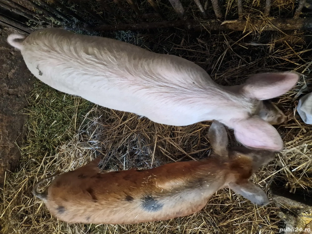 porci de vânzare 