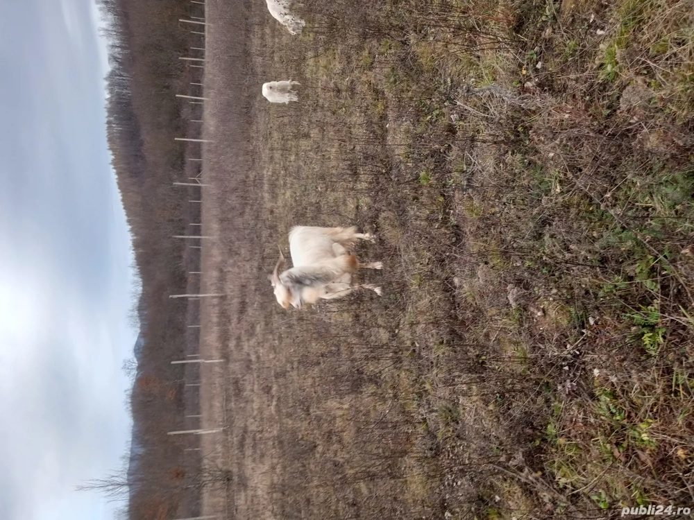 Vând țap se 2 ani, foarte frumos 500 lei negociabil Sebis Arad,