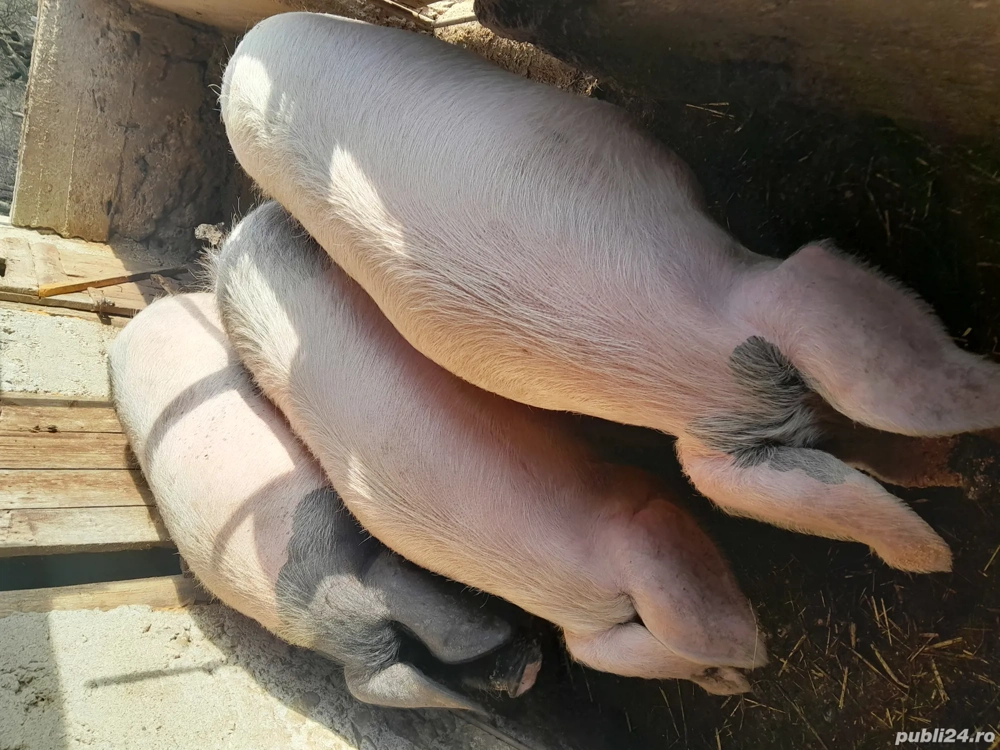 Porci grași 