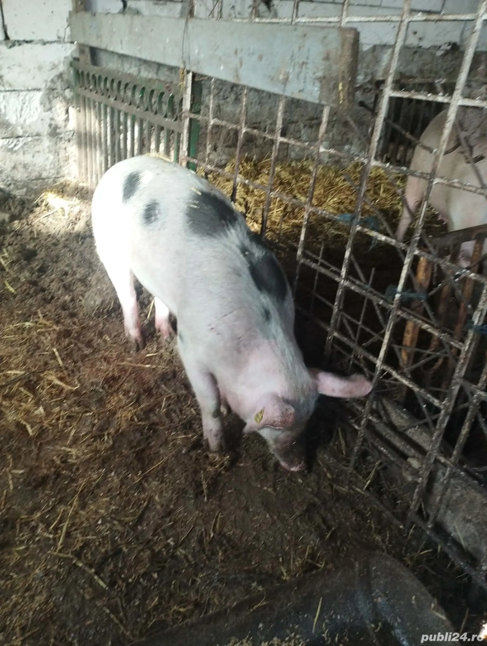 Vand purcea 120-130 de kg 