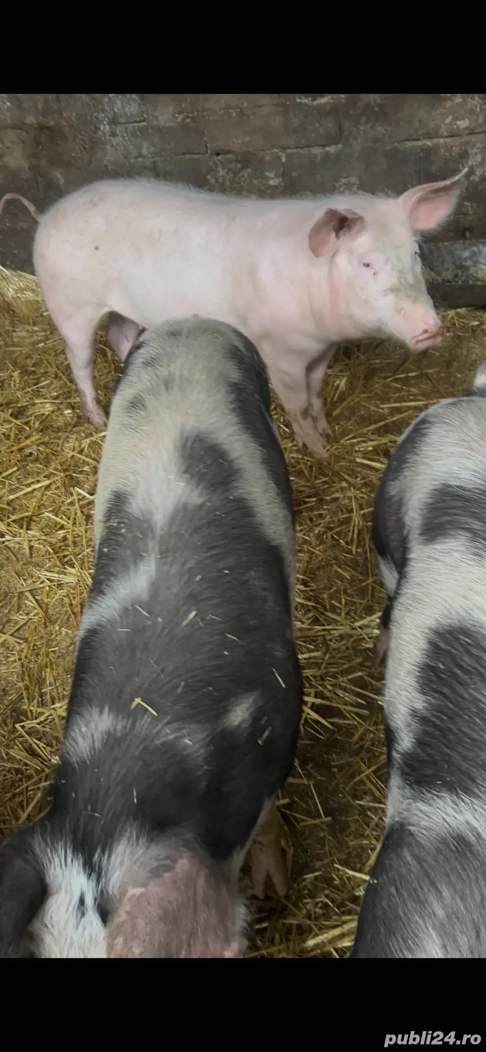 vand 2 grasuni la 85 kg 