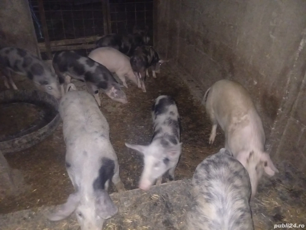 Vând purcei grăsuni de trei luni și jumătate 