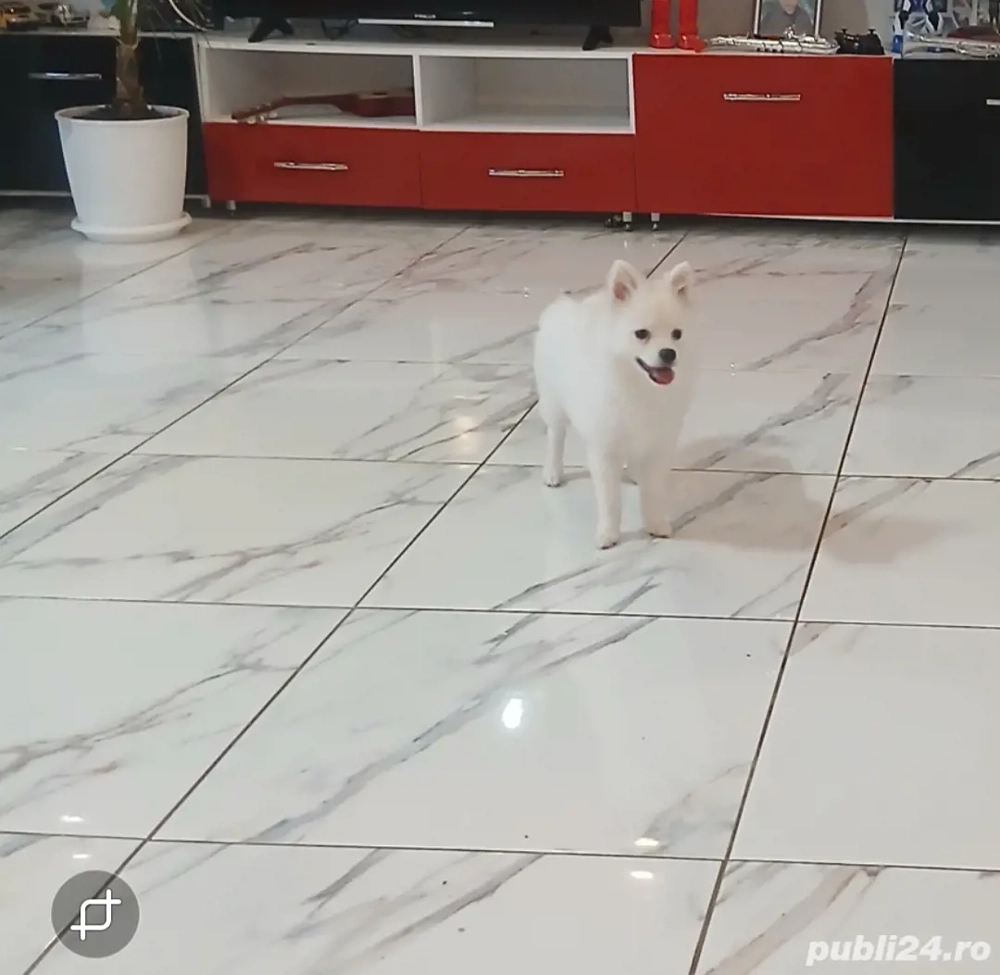 Vand fetița Pomeranian 5 luni