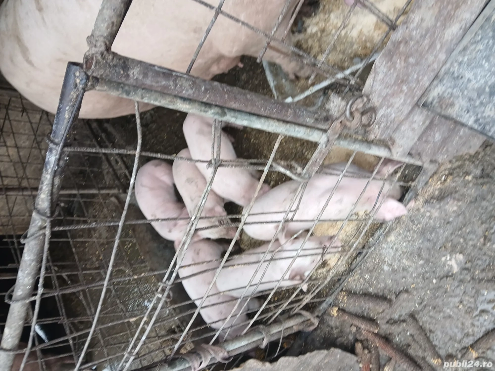 Purcei de vânzare 