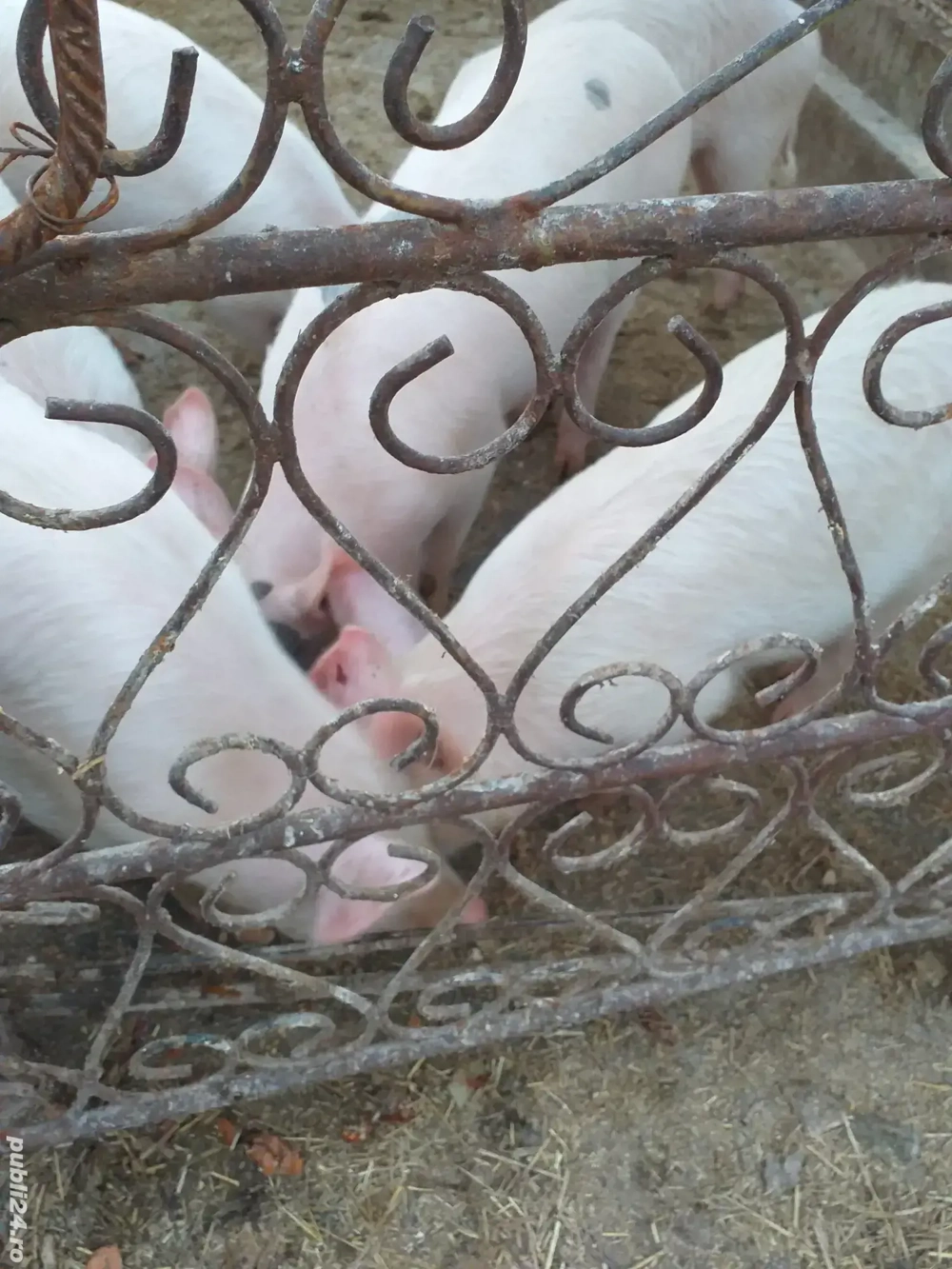 șoldani de vânzarea 600 Bucata 