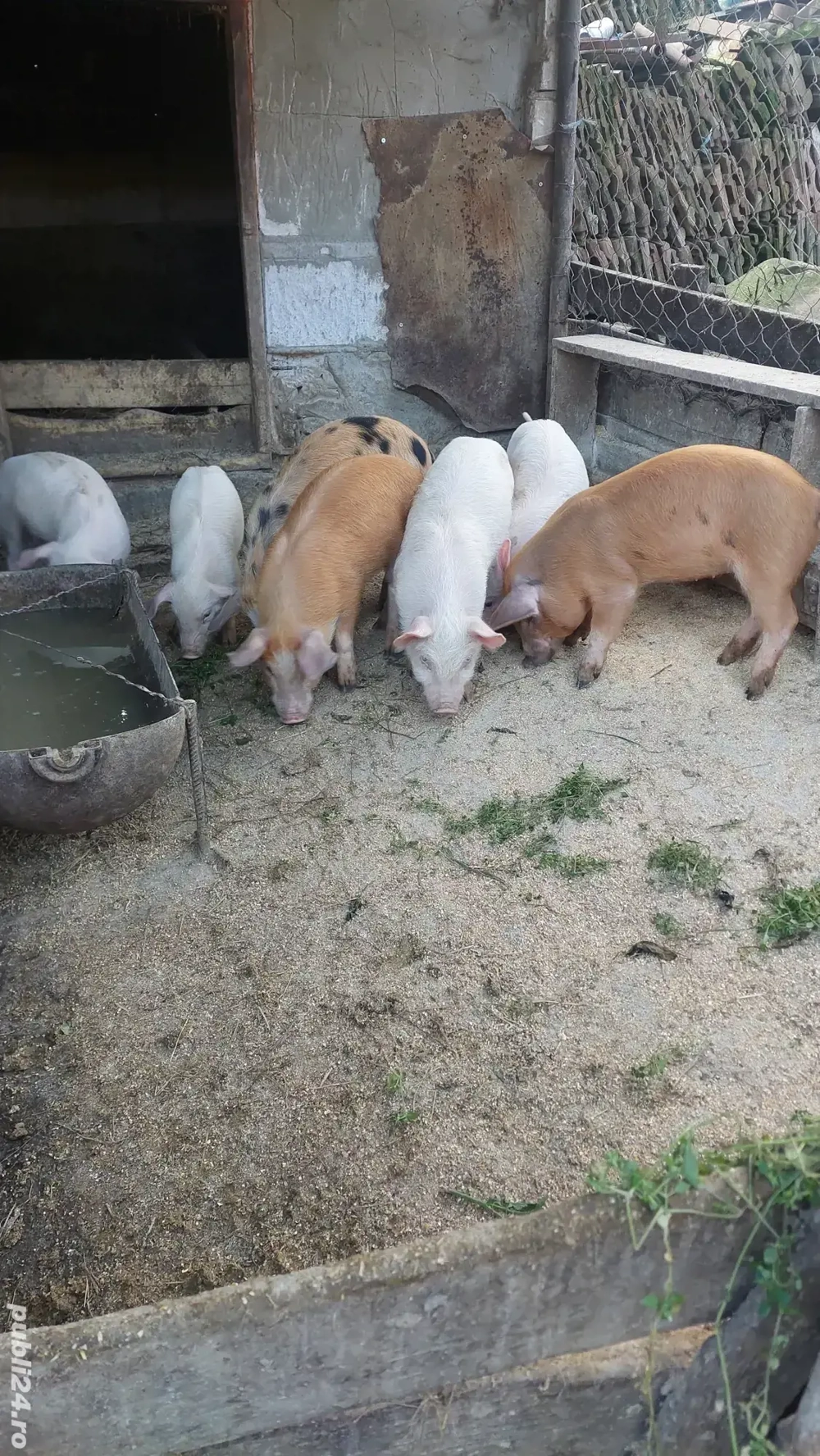 Purcei metis de vanzare 