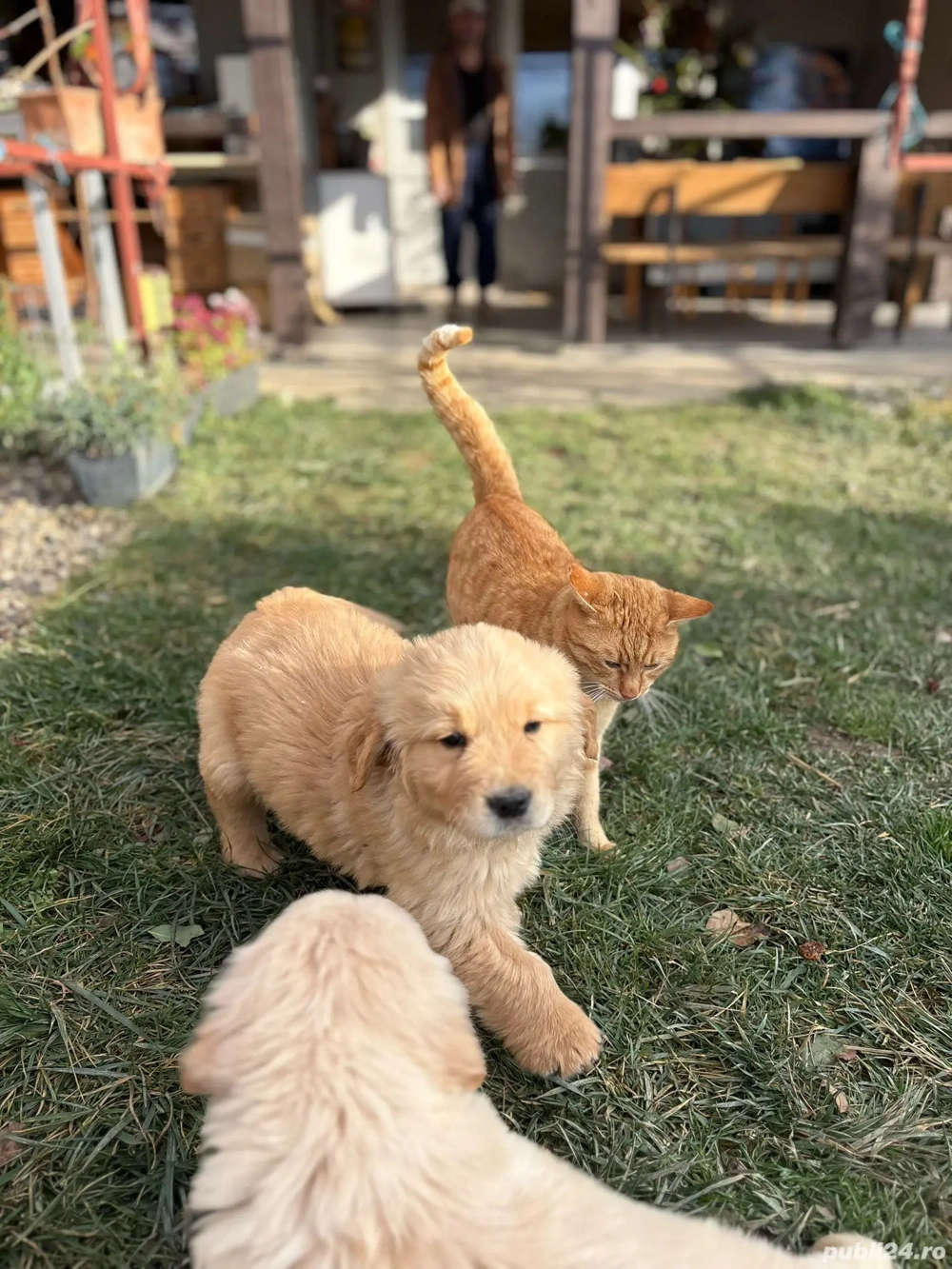 Pui Golden Retriever