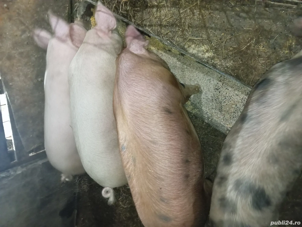 Vând porci crescuți natural 