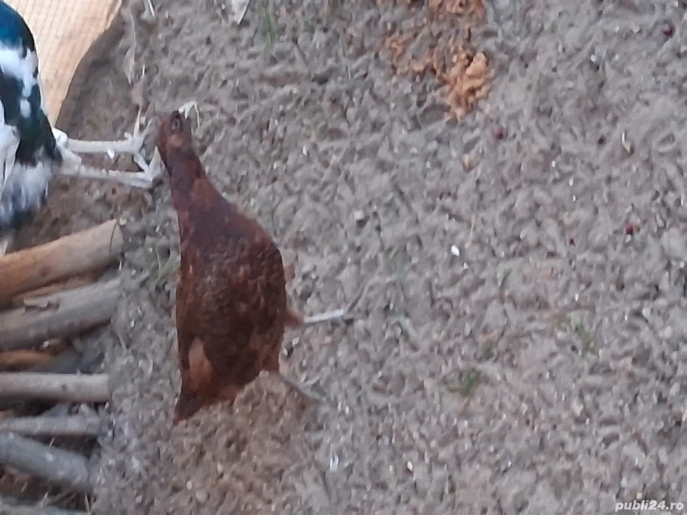 fazani de vanzare red buff