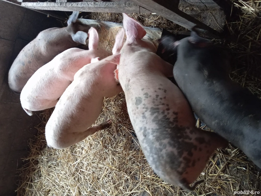 Vând 4 purceii crescuți natural 