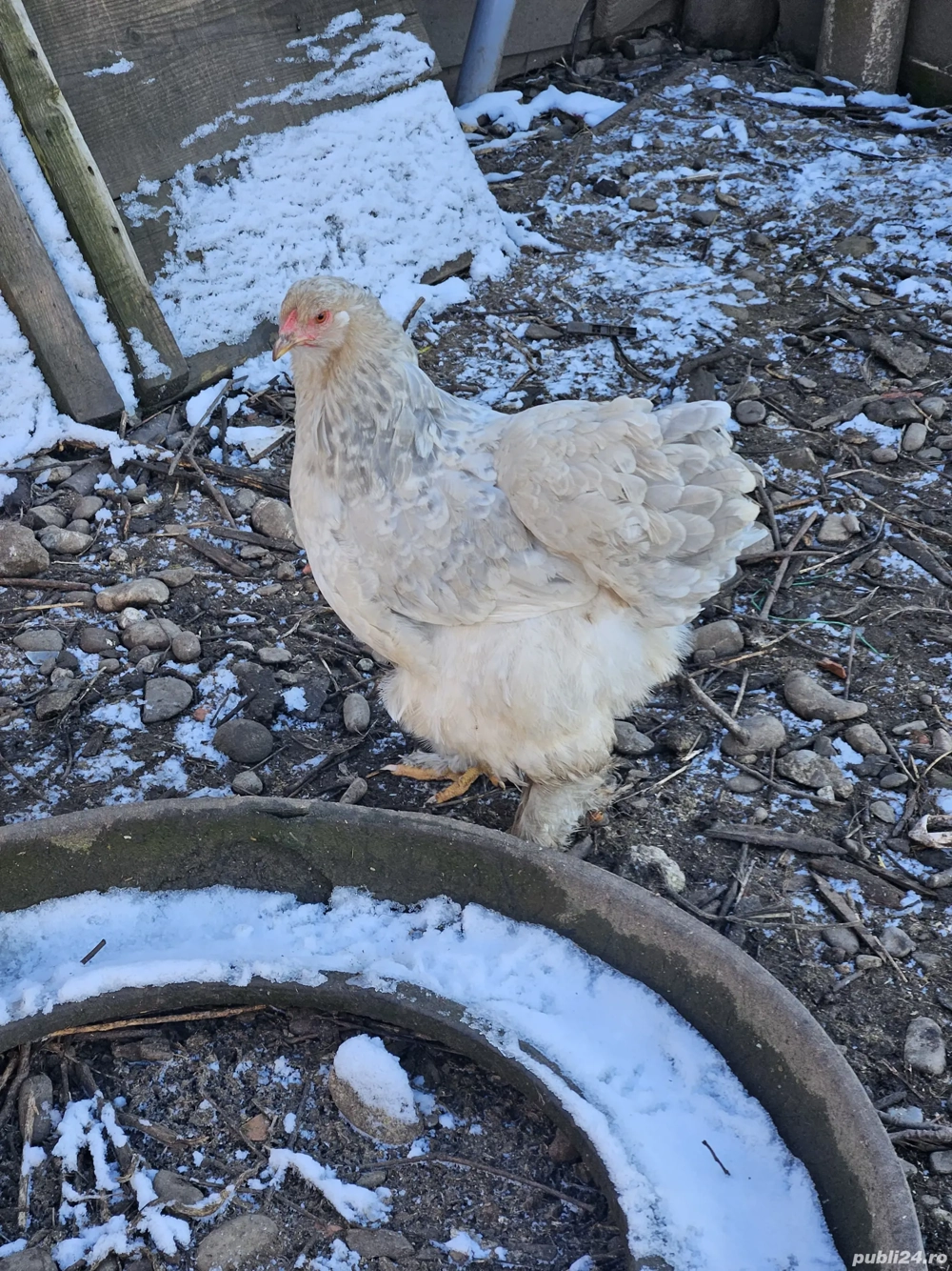 Pasari Brahma isabel 