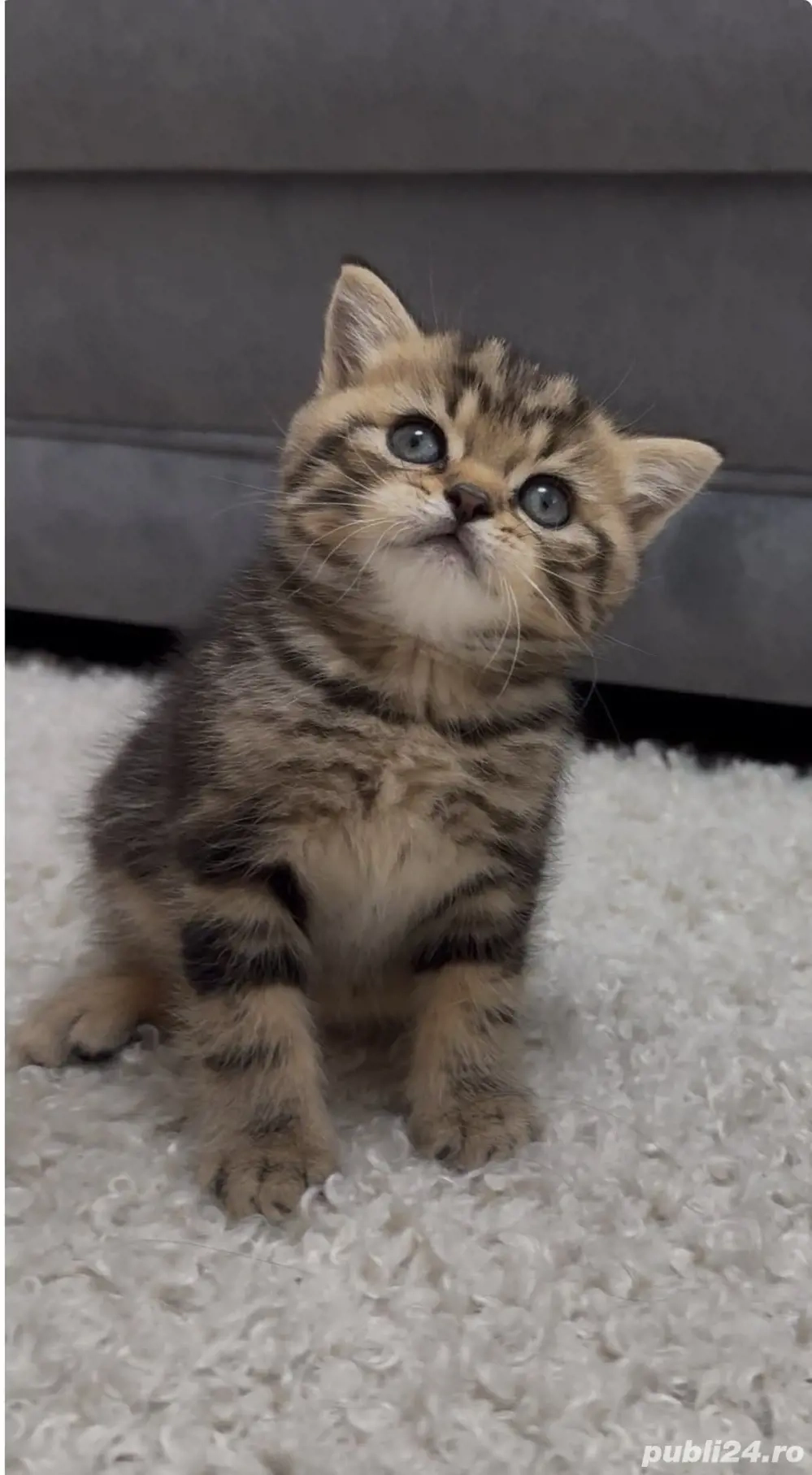 british shorthair brown 