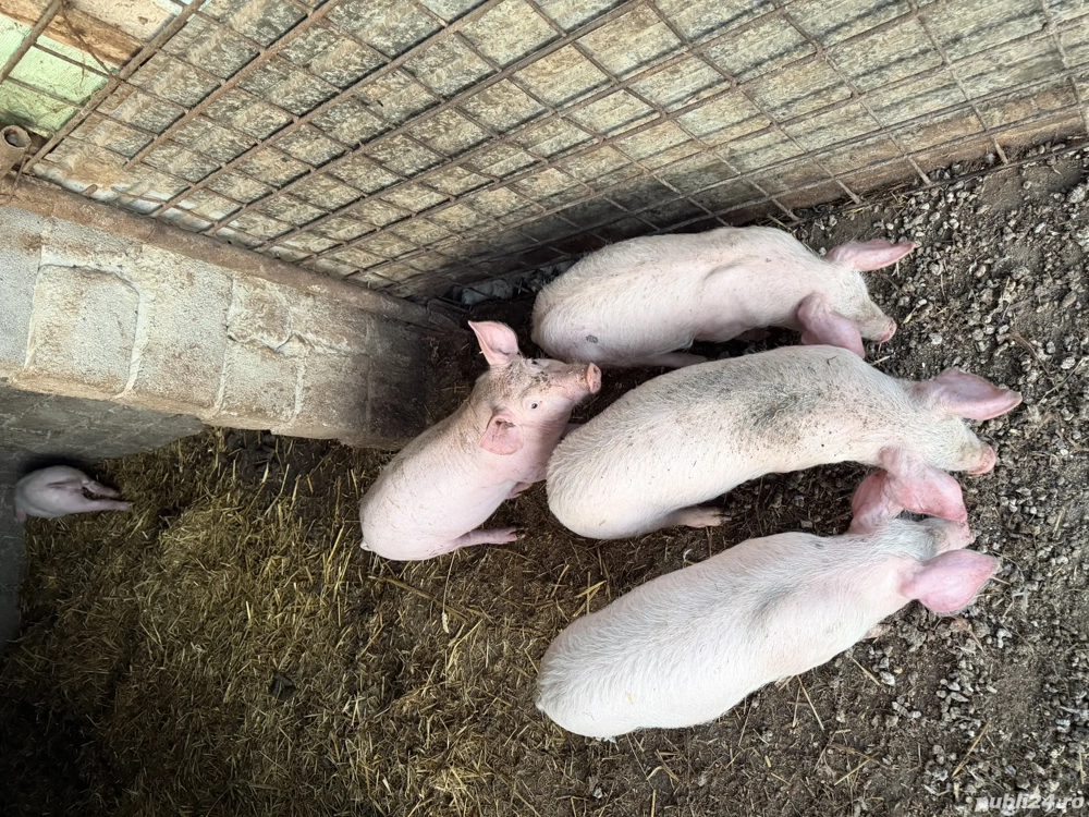 Purcei de vânzare landrace 