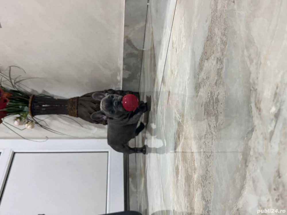 Bulldog francez Blue