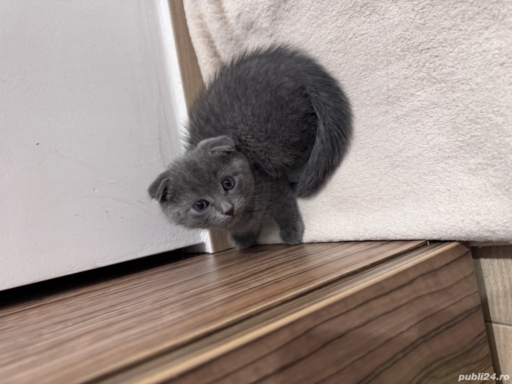 Motanel Scotish fold