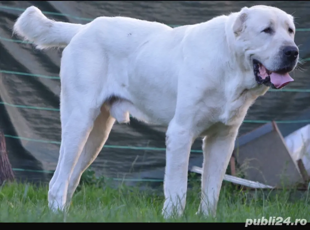 Mascul Ciobanesc Asia Centrala