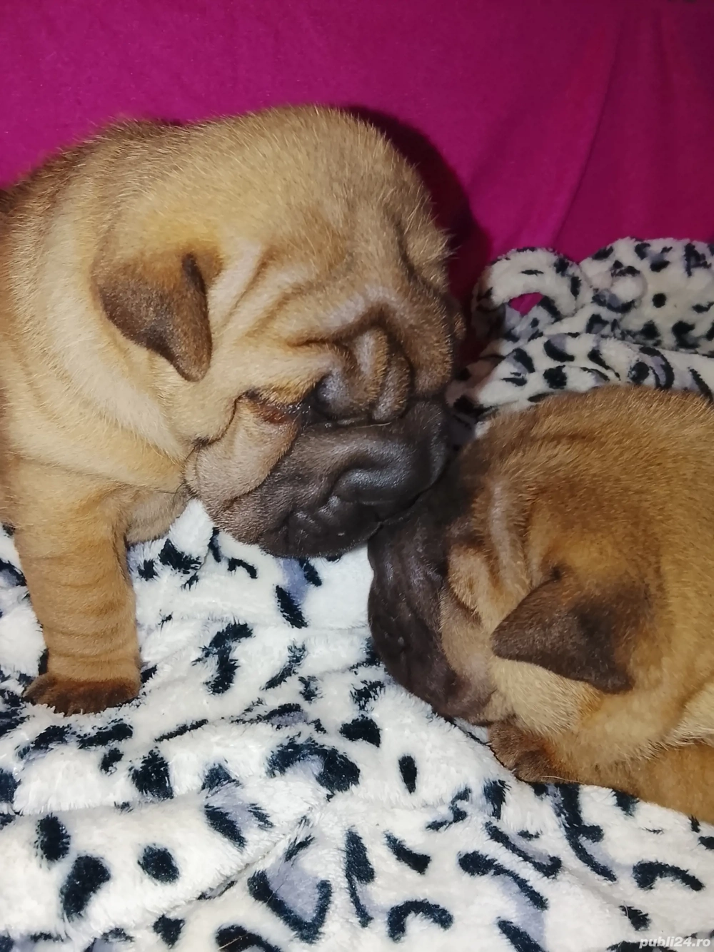 Sharpei 4 fetițe ,4 băieți ,vor fi disponibili după 15 ianuarie,detalii la  ,am ambi parint