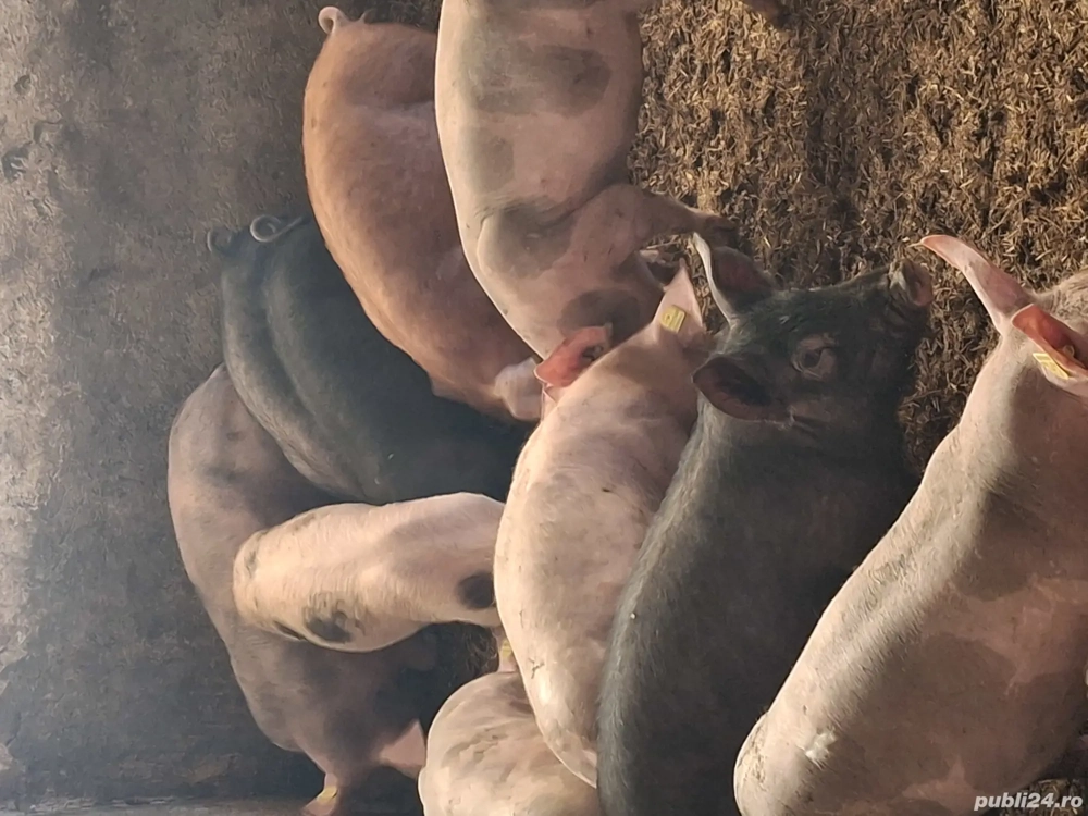 Disponibili purcei și soldani 