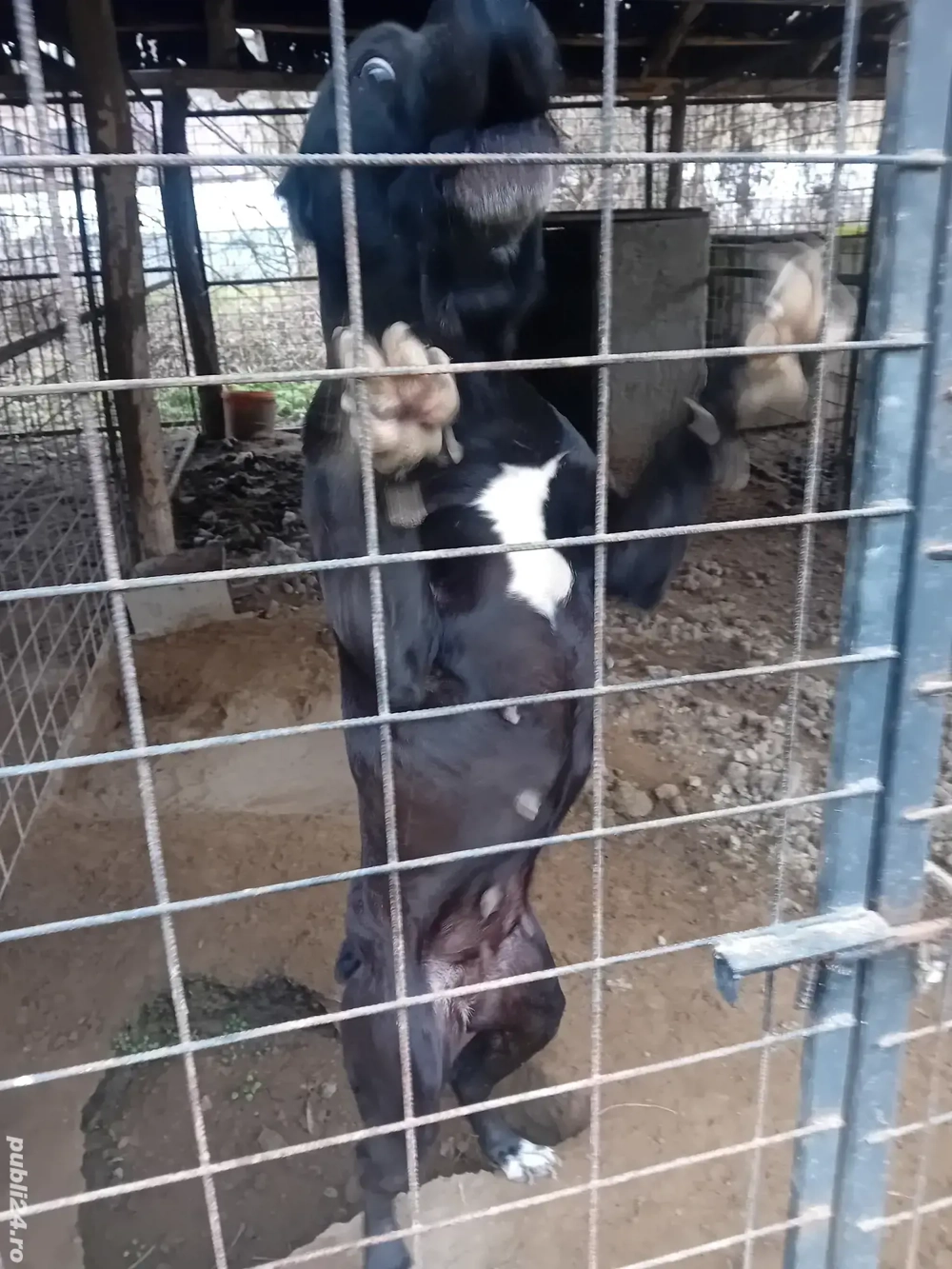 Donatie femela cane corso