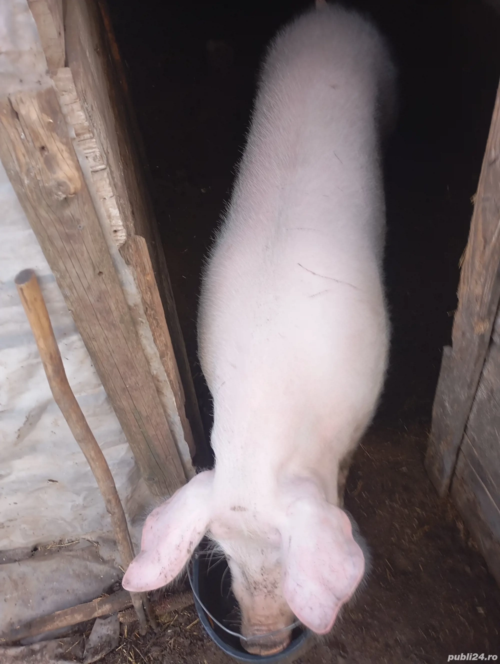 Vând porc crăciun oferta