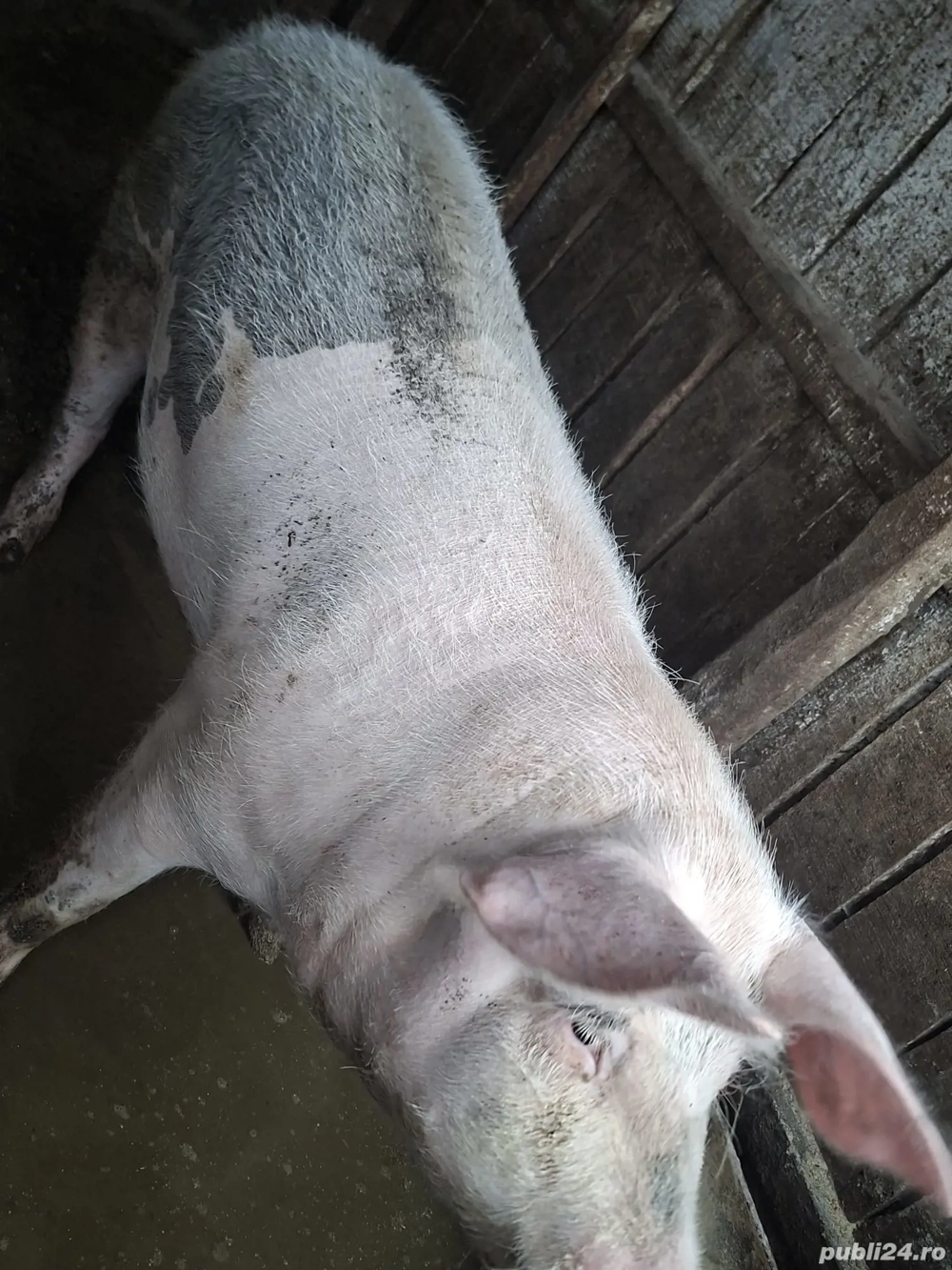 schimb purcea ne fatata de 150 kg aproximativ pe alte animale sau cereale 