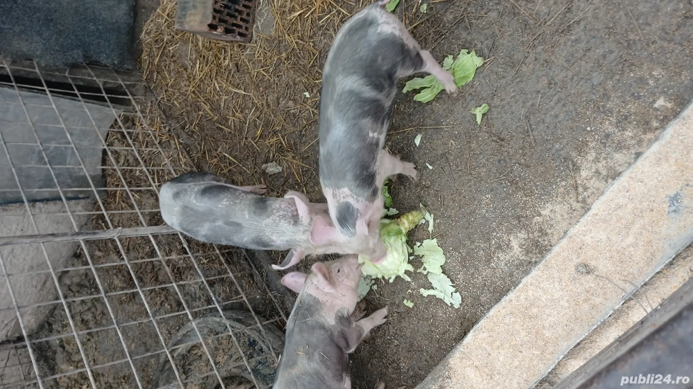 purcei 10 săptămâni 