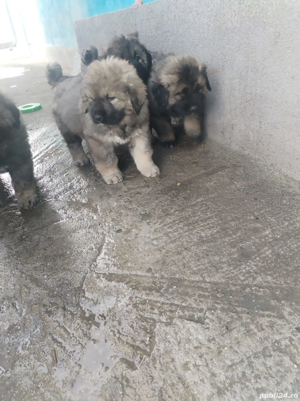 căței caucazian cu pedigree 