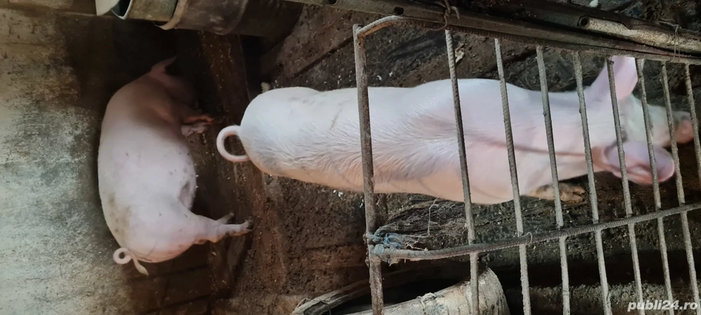 Scrofita Landrace Marele Alb 