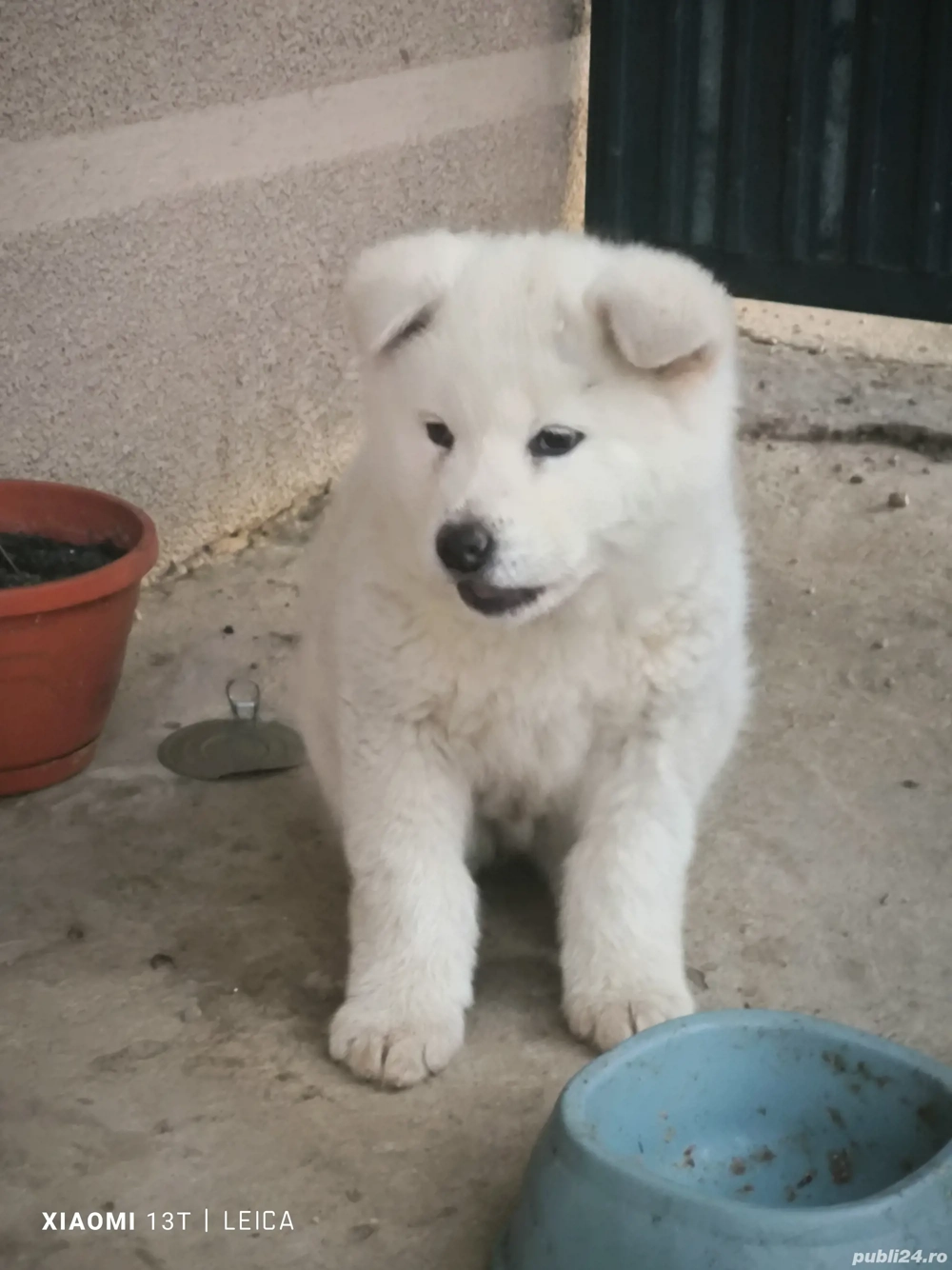 Căței din rasa Akita