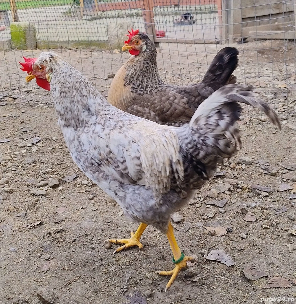 pereche rasa de gaini Cream Legbar