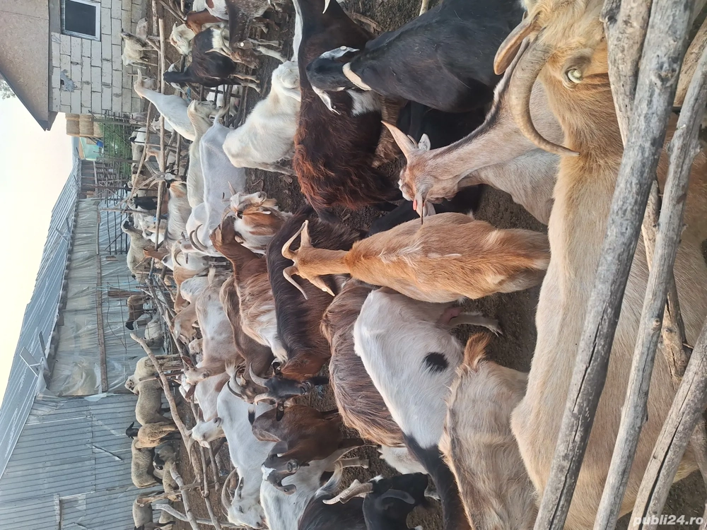 Vând  capre  și  fân 