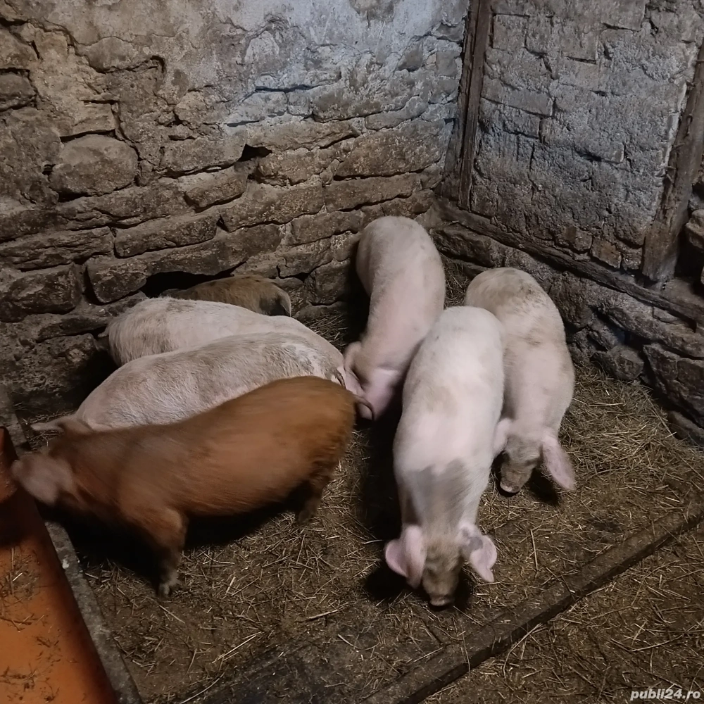 Purcei 12 saptamani de vanzare.