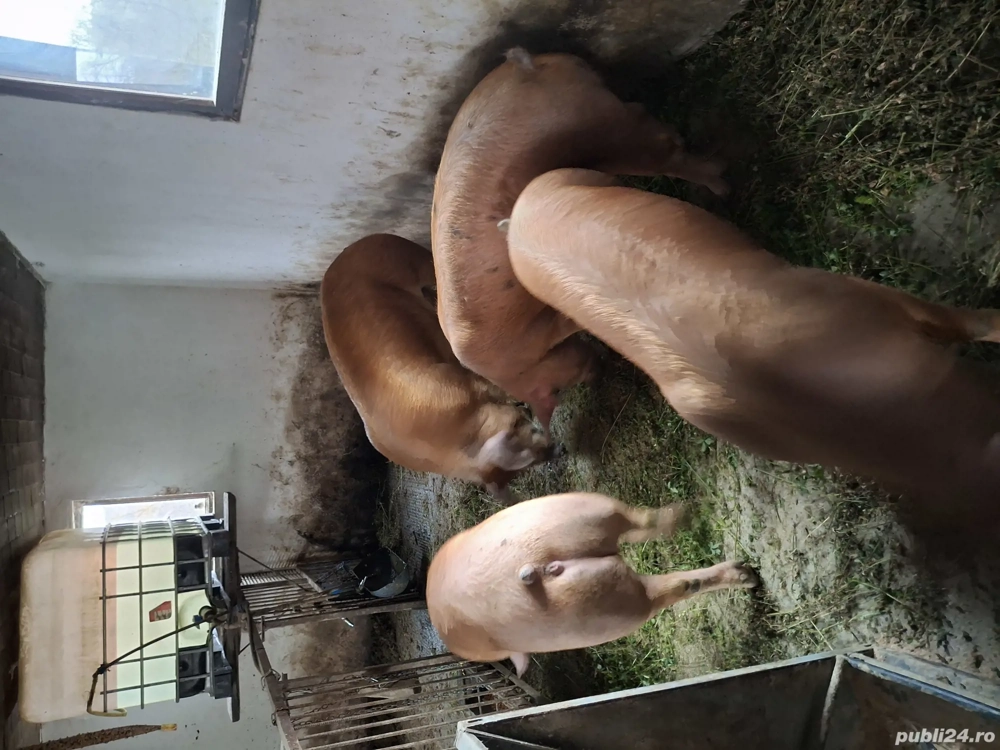 Vând porci 150 -200 kg