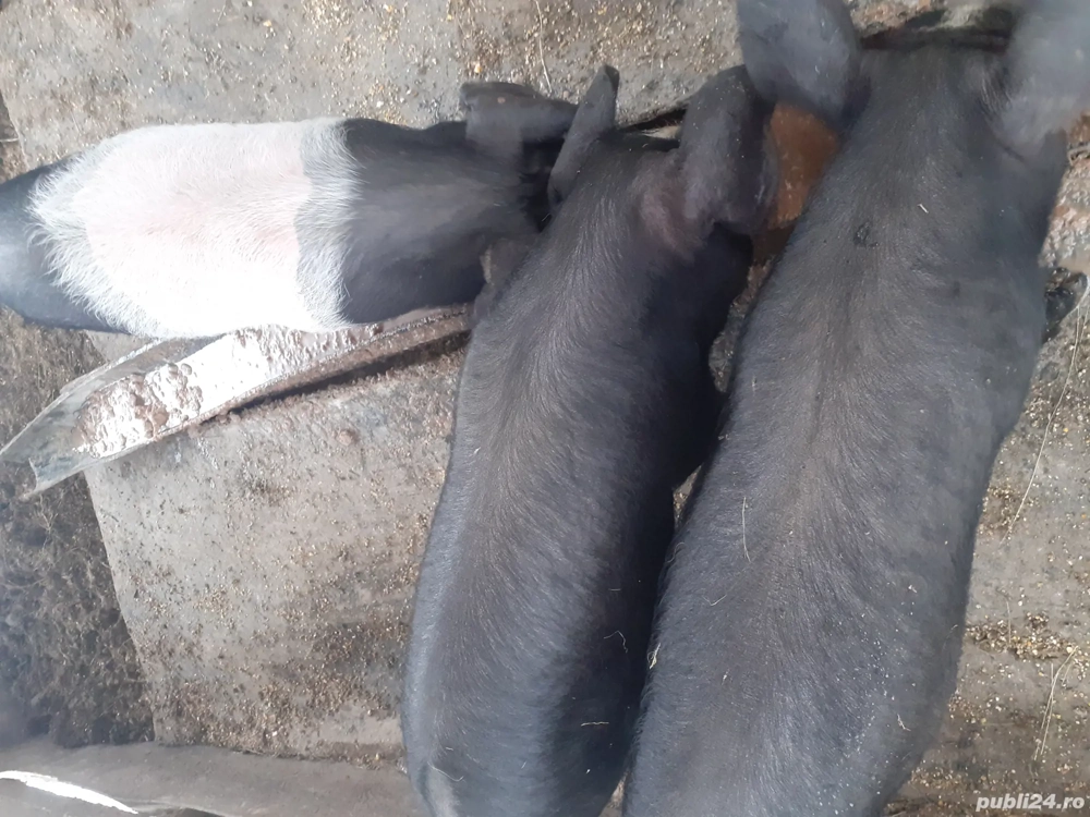 vând purcei crescuți natural în propria gospodarie foarte mancaciosi 