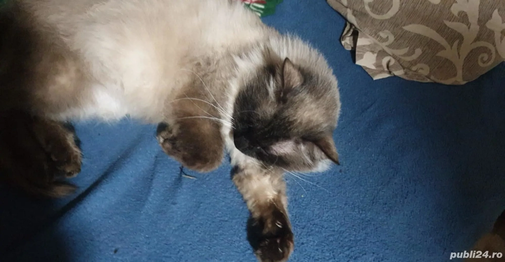 Vând motan birmanez frumos