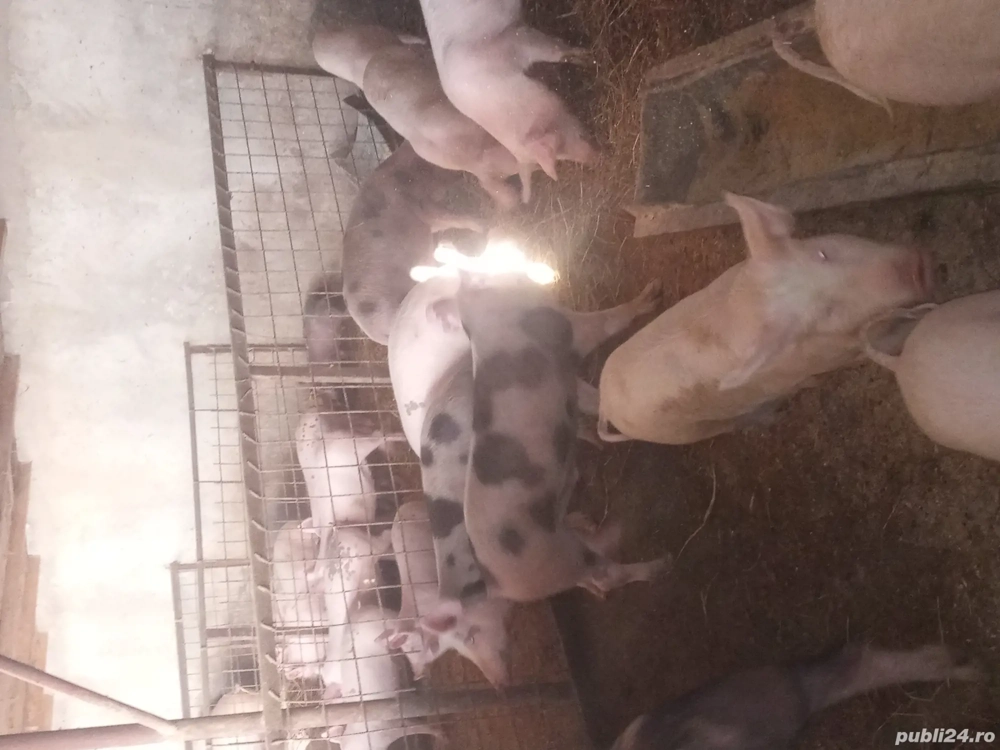 Porci de vânzare 