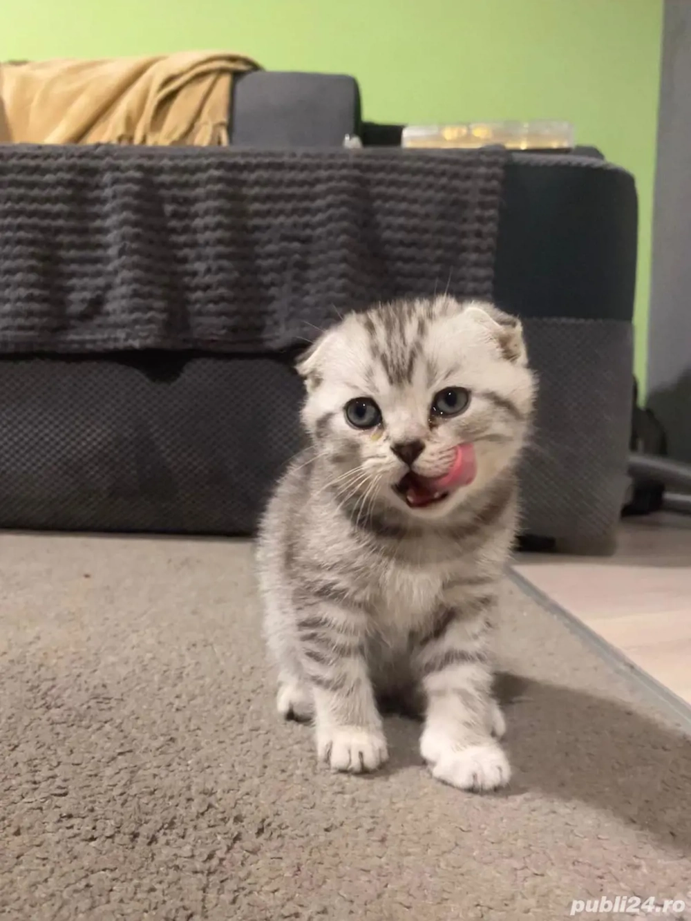 Scotish Fold &British Shorthair 