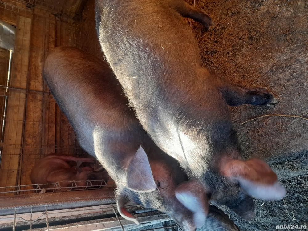 purcei duroc