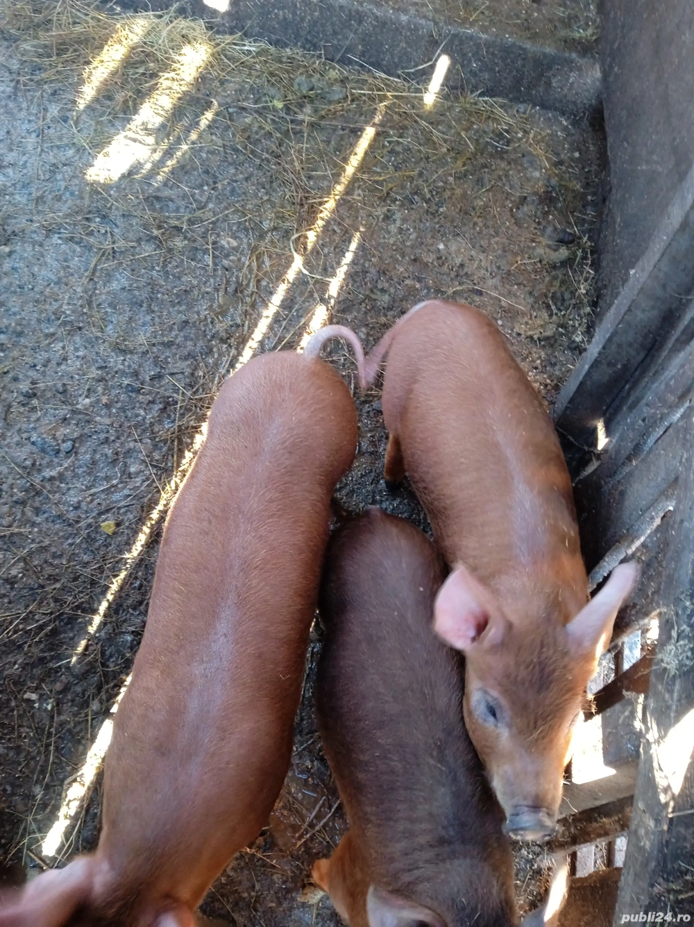 5 purcelușe duroc originali din montă pură 