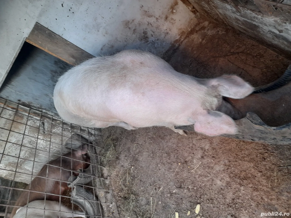 porc de vanzare 