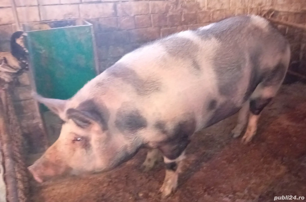 porc de vanzare 
