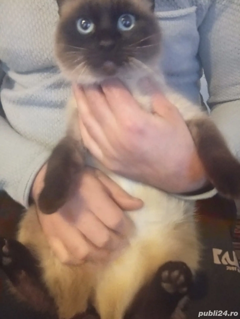 Vând pisica siameza sterilizata 