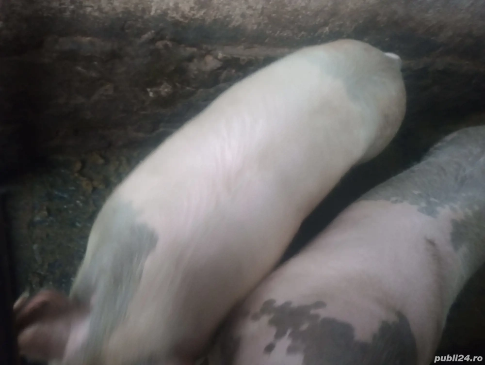 Porci de vanzare 