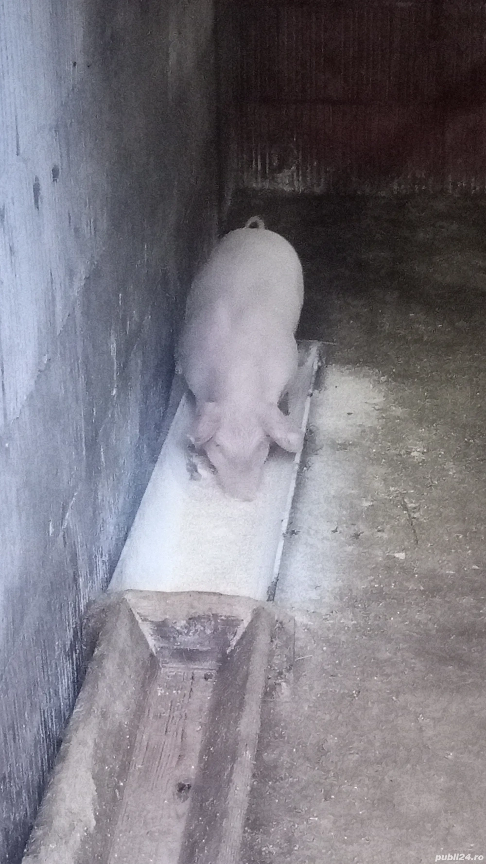 PURCEI DE 6 SĂPTĂMÂNI Marele alb cu pietran