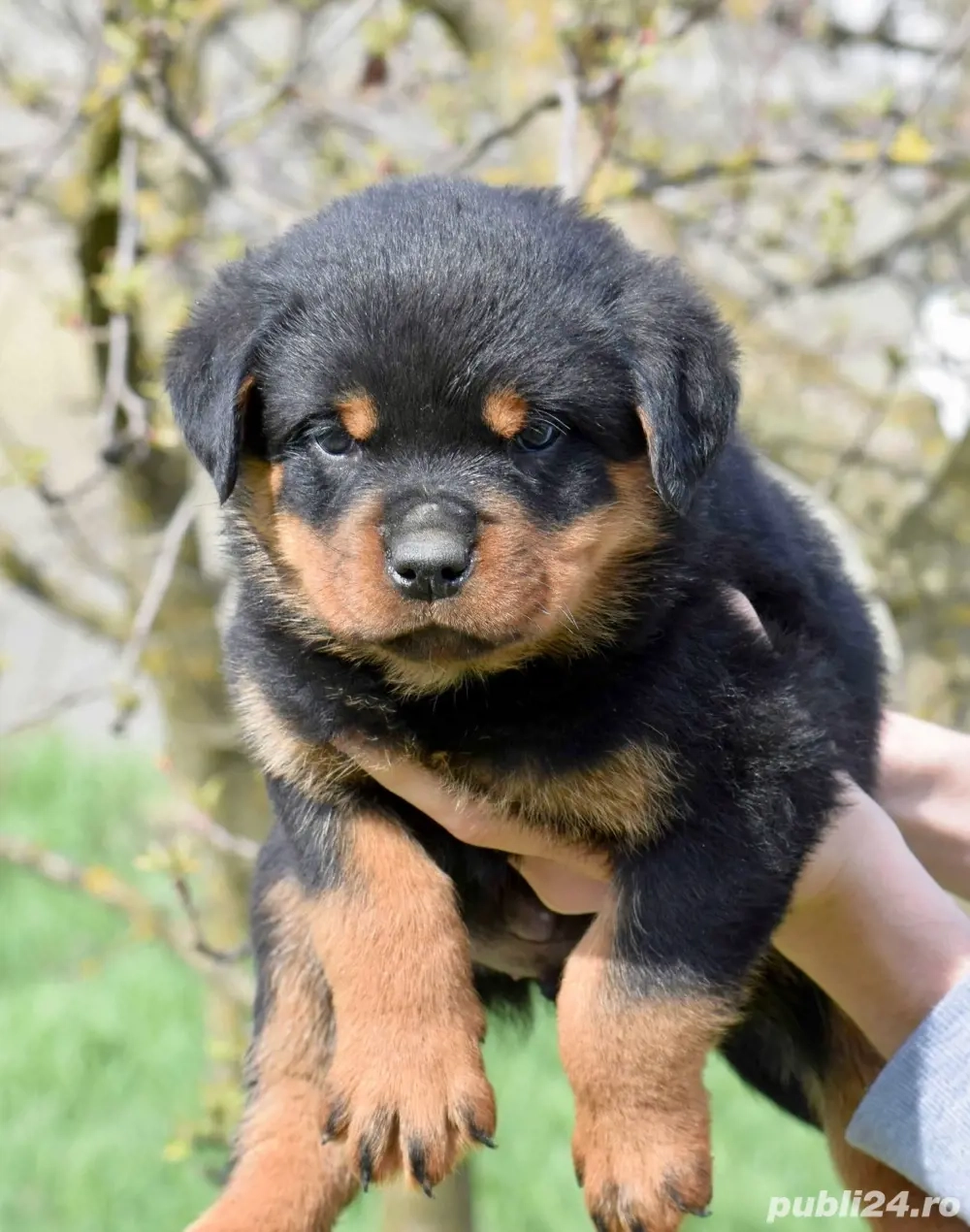 Pui Rottweiler cu pedigree